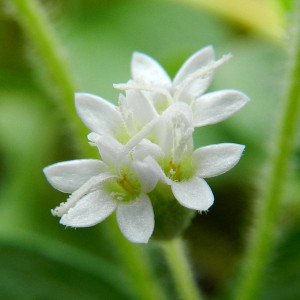 Stevia édesítőszer